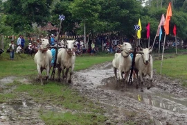 Ox racing festival in An Giang kicks off
