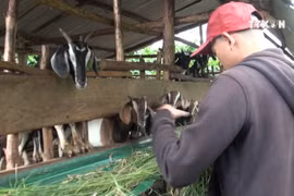 Ethnic man pursues natural farming model