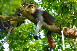 'Queen of Primates' on Son Tra Peninsula