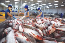 Vietnam’s Tra fish export sees competitors
