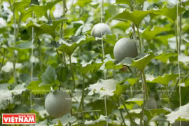Agriculture bears fruit in 'little desert'