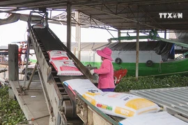 Vietnamese rice now top quality on the international market