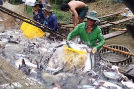 Tra fish exports estimated to increase 6.6 percent in 2016