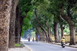 Singapore called to help Hanoi with trees management