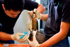 Largest ever number of rare pangolins released into wild