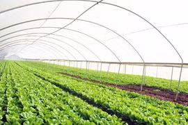 WB helps promote Vietnamese agricultural brand names 