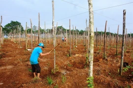 Dak Nong: Pepper farmers, enterprises urged to team up