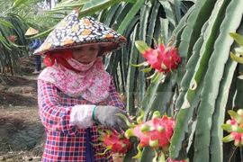 Vietnamese dragon fruit struggles to find markets
