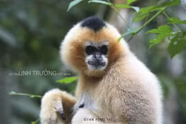 Book on primate species launched