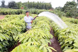 Stronger forestry laws needed: officials