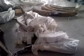 HCM City: 529 kg smuggled tusks uncovered