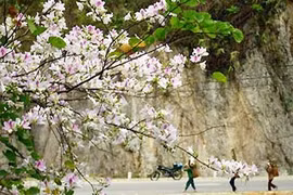 Northwestern province prepares for flower festival