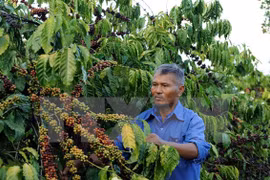 Vietnam’s coffee sector targets 5-6 billion USD export by 2030 