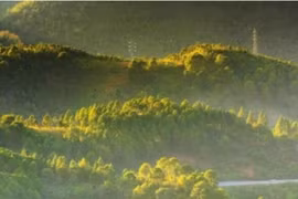 Myanmar moves to conserve forest to protect biodiversity