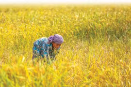 Cambodia, Indonesia agree on rice trade cooperation