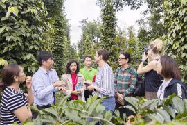 Project benefits sustainable pepper production in Central Highlands