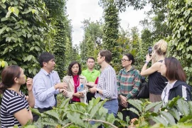 Project benefits sustainable pepper production in Central Highlands