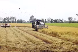 Festival to drive national rice trade