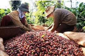 Vietnam needs to develop coffee branding to go global