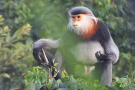 Efforts exerted to protect gray-shanked douc langurs in Phu Yen