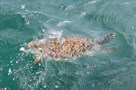 Ba Ria-Vung Tau: Rare sea turtle released back to wild