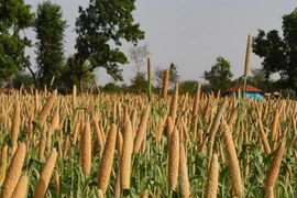 ASEAN – India Millets Festival opens in Jakarta