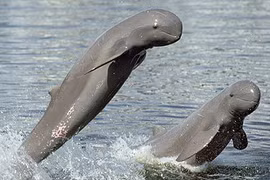 Cambodia strives to save endangered Irrawaddy dolphins in Mekong River