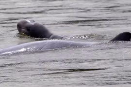Cambodia set up safe zones for rare Mekong River dolphins