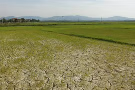 Up to 1,100ha of farmland in northern region at risk of drought