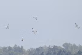Endangered migratory bird species found in Binh Dinh 