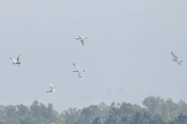 Endangered migratory bird species found in Binh Dinh 