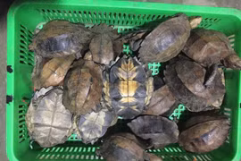 Two jailed for smuggling endangered turtles 