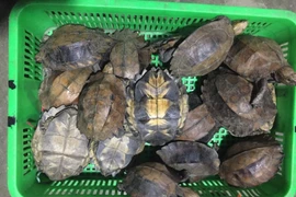 Two jailed for smuggling endangered turtles 