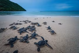 Short film calling for sea turtle protection released