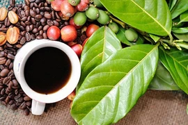 Buon Ma Thuot Coffee Festival 2023 to take place in March