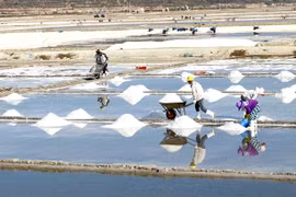 New strategies needed for salt industry development: experts