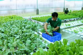 Huge upside for Vietnam’s organic products in Europe