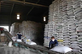 Philippines eyes importing 330,000 tonnes of rice