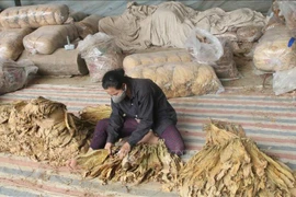 Quota for raw tobacco imports set at nearly 72,000 tonnes