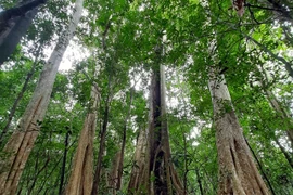 Vietnam will run carbon trade exchange in 2028 