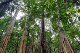 Vietnam will run carbon trade exchange in 2028 