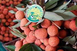 Hai Duong province works to ensure smooth lychee sales