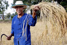 Thai cabinet approves debt suspension for farmers