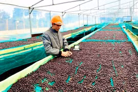 FTA to offer big opportunities for Vietnamese exports to Israel: Insiders