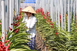 HCM City boasts potential in flower, ornamental plant production: Experts
