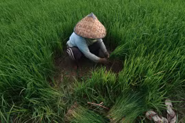 Indonesia targets rice self-sufficiency in 2024