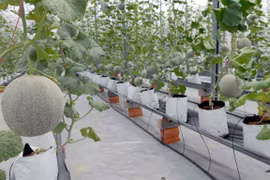 HCM City supports hi-tech agricultural start-ups