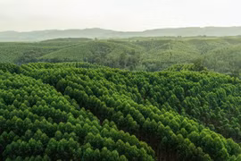 Indonesia shows breakthroughs in primeval forest protection