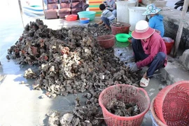 Vietnam, Japan boost cooperation in oyster production chains