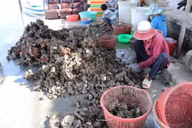 Vietnam, Japan boost cooperation in oyster production chains